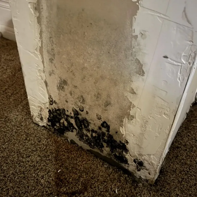 Professional Mold Removal in Clairton, PA